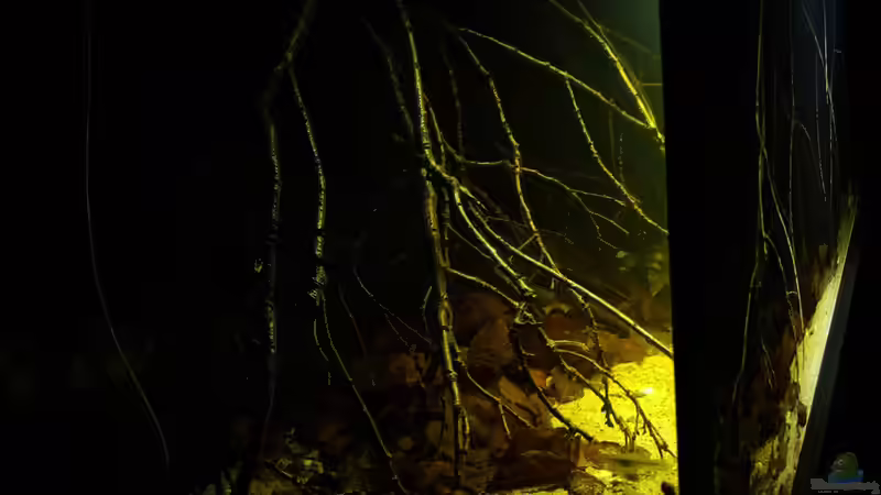 Aquarium Dunkles Amazonasdikicht von ManiacXL (7)