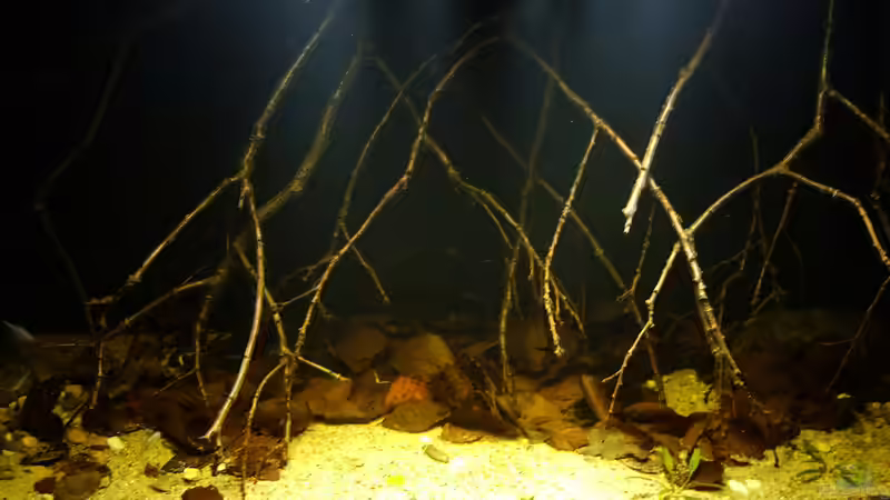 Aquarium Dunkles Amazonasdikicht von ManiacXL (9)