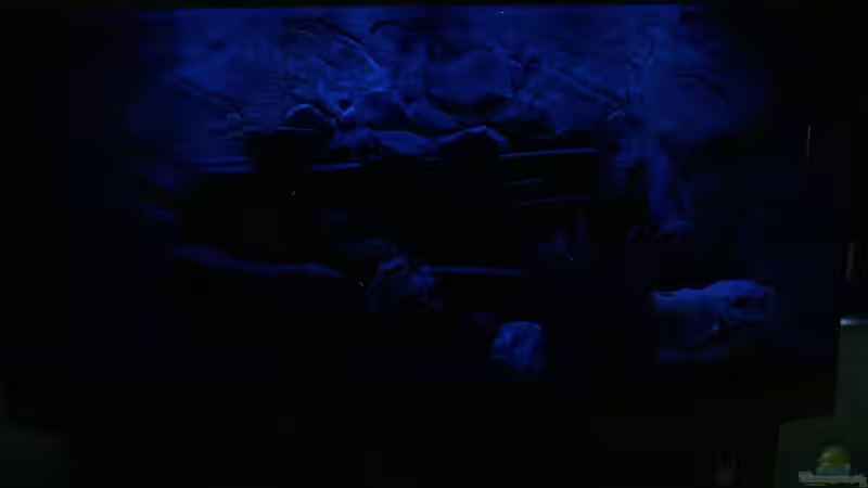 Aquarium Dunkles Malawi von Saikon (2)