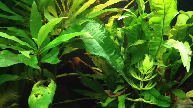 Aquarium East meets west (aufgelöst) von der Steirer (10)