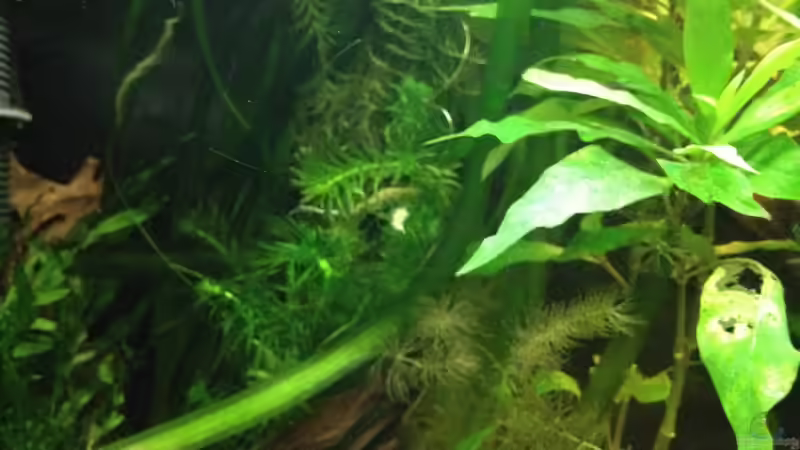 Aquarium East meets west (aufgelöst) von der Steirer (11)