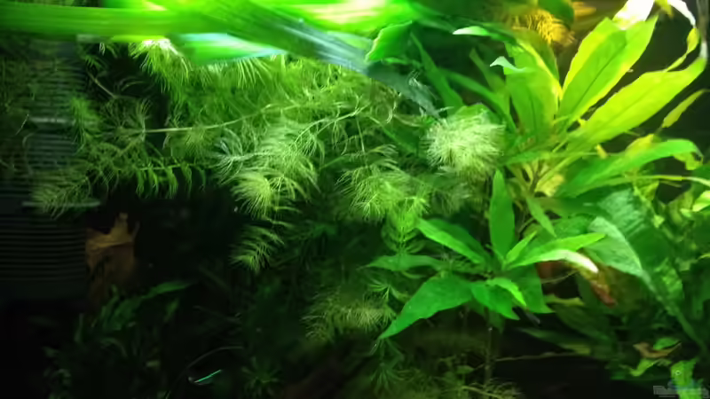 Aquarium East meets west (aufgelöst) von der Steirer (12)