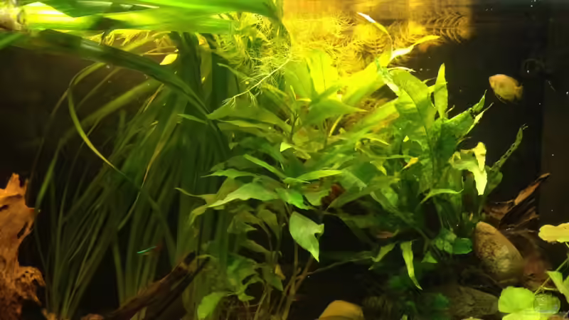 Aquarium East meets west (aufgelöst) von der Steirer (13)