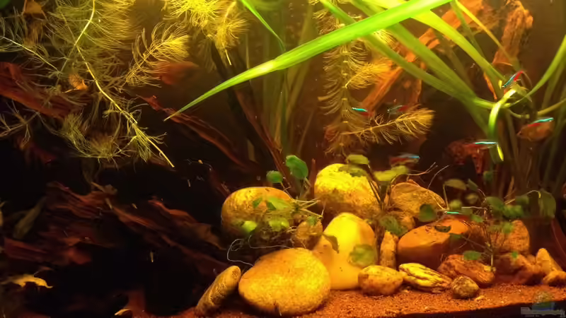 Aquarium East meets west (aufgelöst) von der Steirer (16)