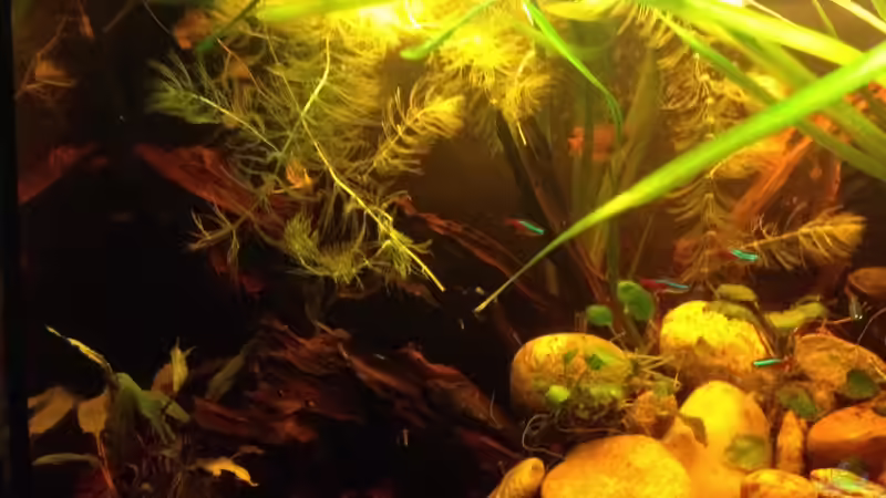 Aquarium East meets west (aufgelöst) von der Steirer (18)