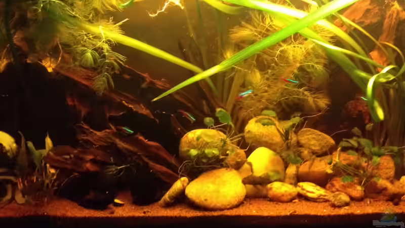 Aquarium East meets west (aufgelöst) von der Steirer (22)