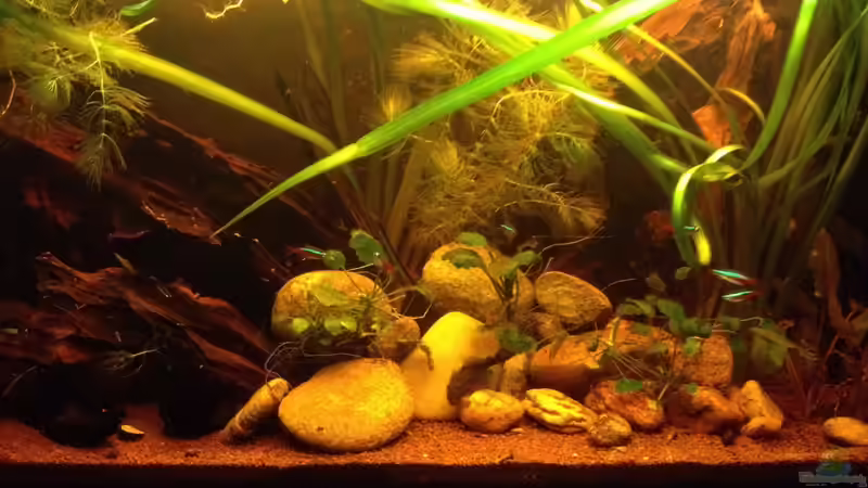 Aquarium East meets west (aufgelöst) von der Steirer (24)