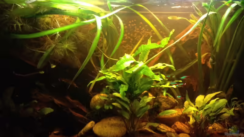 Aquarium East meets west (aufgelöst) von der Steirer (25)