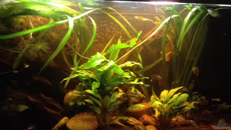 Aquarium East meets west (aufgelöst) von der Steirer (26)