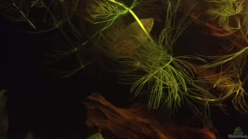 Aquarium East meets west (aufgelöst) von der Steirer (28)