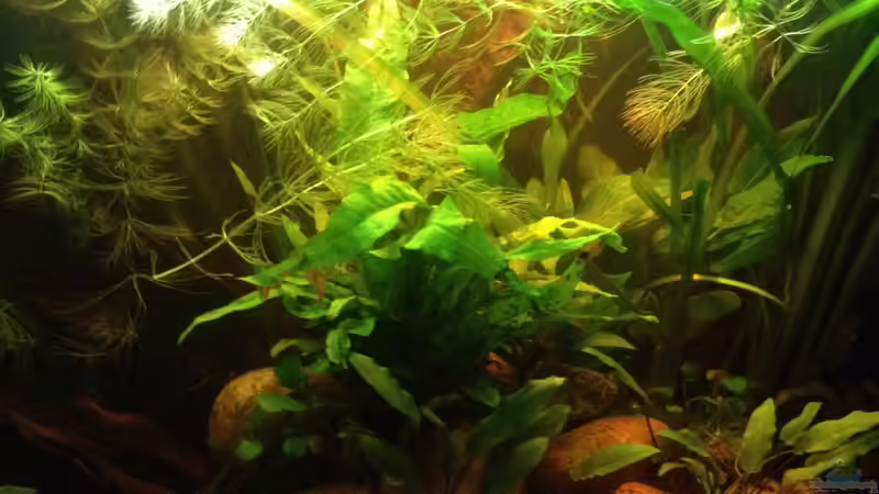 Aquarium East meets west (aufgelöst) von der Steirer (29)