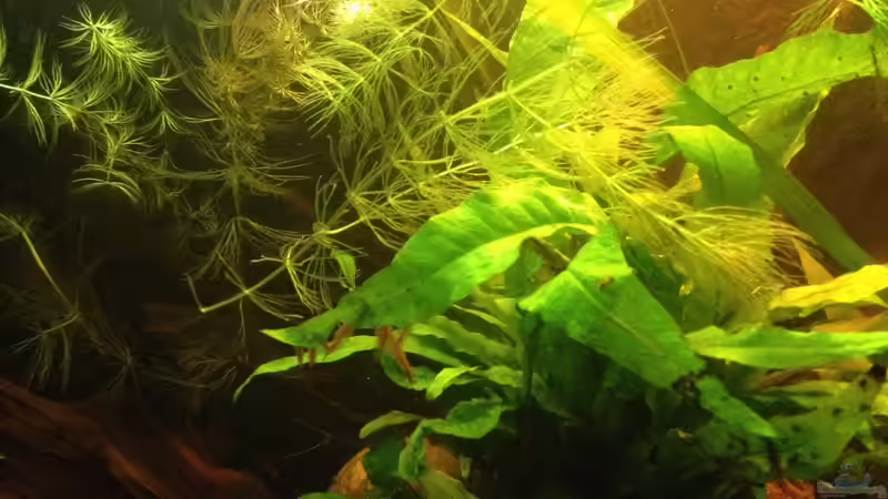 Aquarium East meets west (aufgelöst) von der Steirer (30)