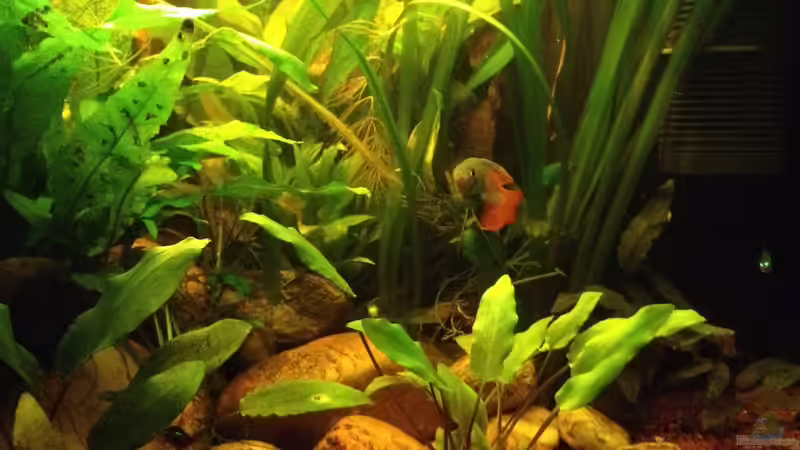 Aquarium East meets west (aufgelöst) von der Steirer (31)