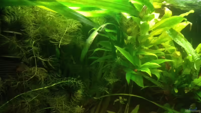 Aquarium East meets west (aufgelöst) von der Steirer (4)