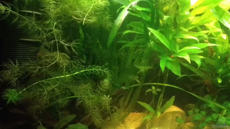 Aquarium East meets west (aufgelöst) von der Steirer (5)