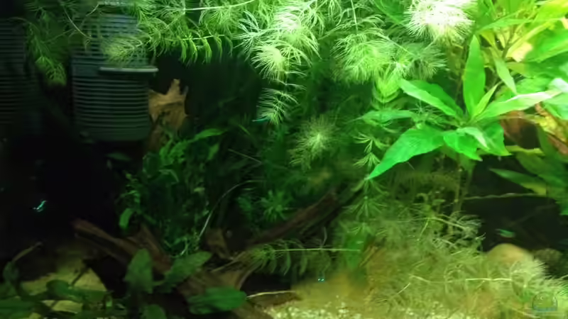 Aquarium East meets west (aufgelöst) von der Steirer (6)