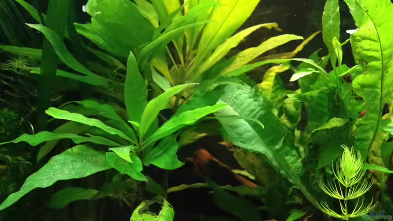 Aquarium East meets west (aufgelöst) von der Steirer (9)