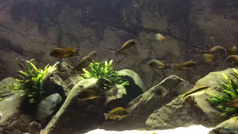 Aquarium East of Africa von Elanco72 (11)