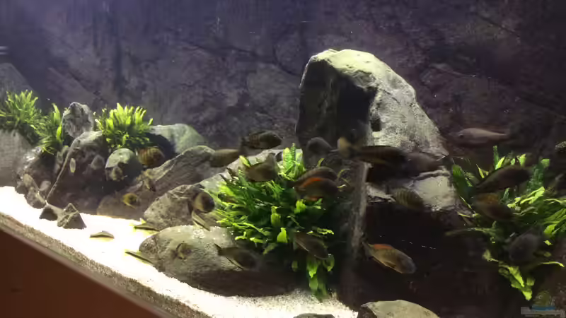 Aquarium East of Africa von Elanco72 (3)