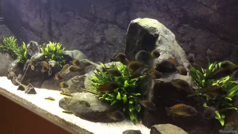 Aquarium East of Africa von Elanco72 (4)