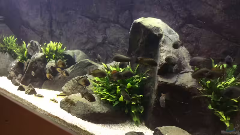 Aquarium East of Africa von Elanco72 (5)