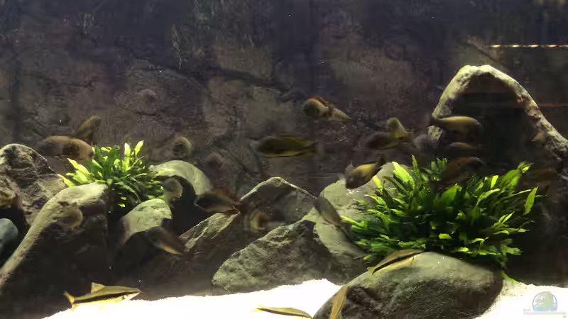 Aquarium East of Africa von Elanco72 (6)