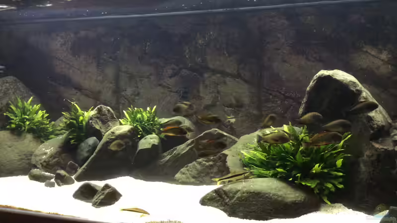 Aquarium East of Africa von Elanco72 (7)