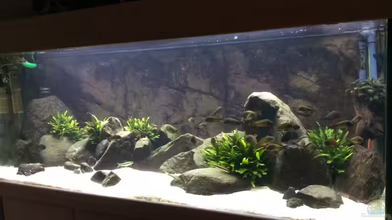 Aquarium East of Africa von Elanco72 (9)