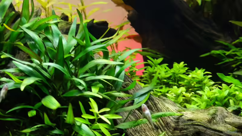 Aquarium Easy Scaping (nur noch Beispiel) von ManiacXL (14)