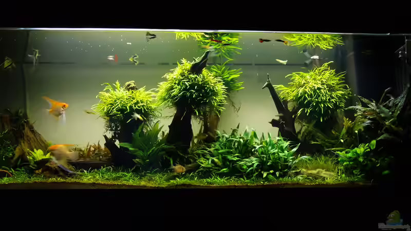 Aquarium Easy Scaping (nur noch Beispiel) von ManiacXL (15)