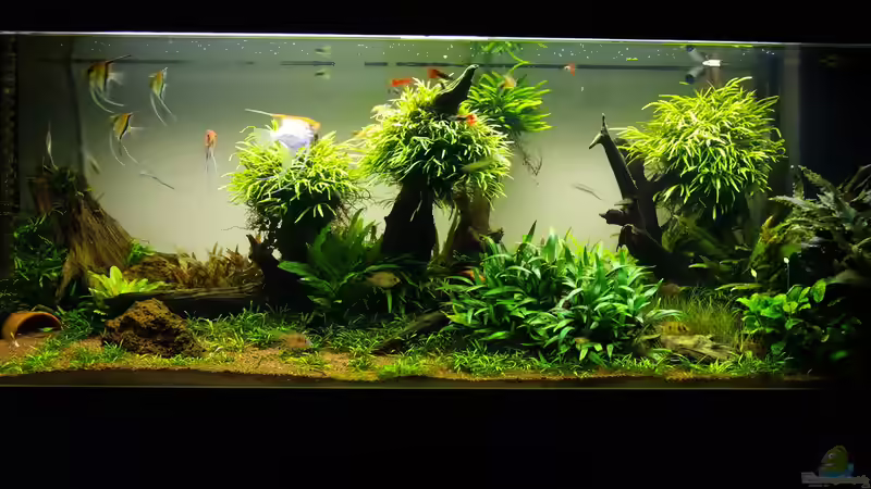 Aquarium Easy Scaping (nur noch Beispiel) von ManiacXL (16)