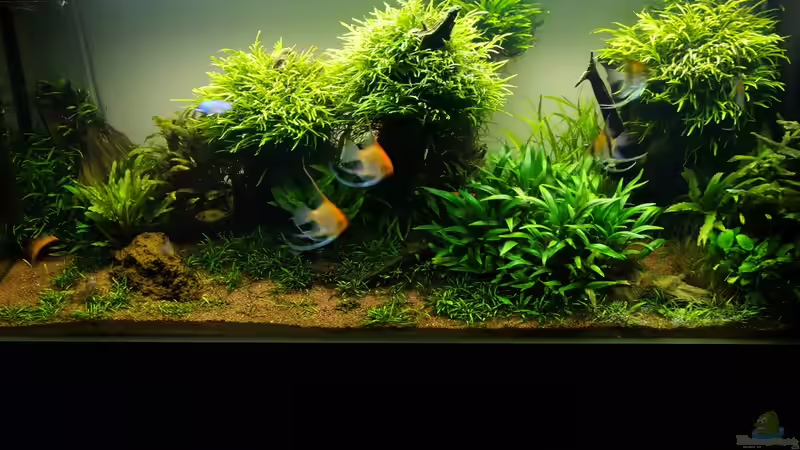 Aquarium Easy Scaping (nur noch Beispiel) von ManiacXL (2)