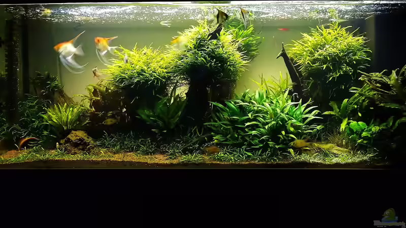 Aquarium Easy Scaping (nur noch Beispiel) von ManiacXL (3)