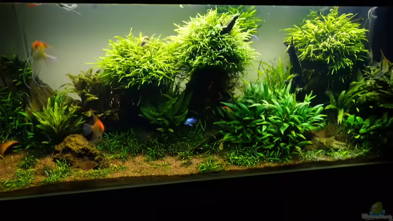 Aquarium Easy Scaping (nur noch Beispiel) von ManiacXL (4)