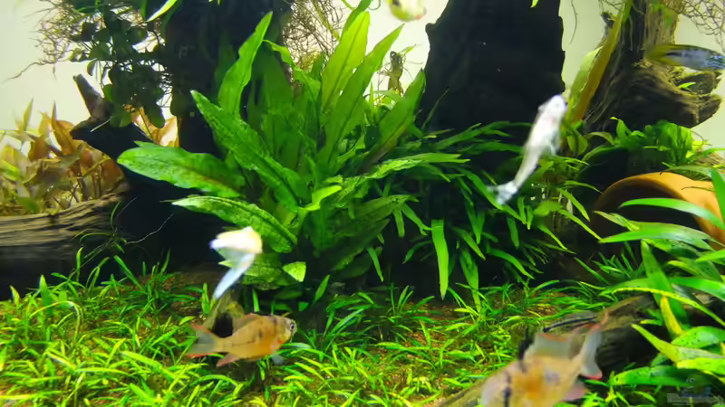 Aquarium Easy Scaping (nur noch Beispiel) von ManiacXL (6)
