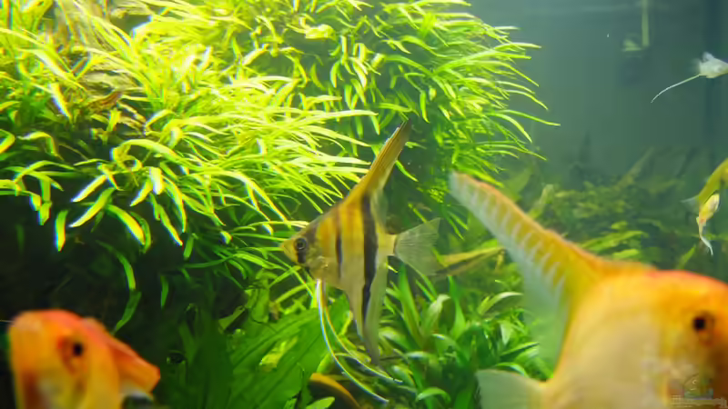 Aquarium Easy Scaping (nur noch Beispiel) von ManiacXL (7)