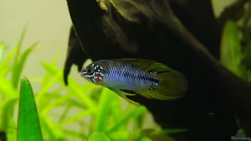 Aquarium Easy Scaping (nur noch Beispiel) von ManiacXL (9)