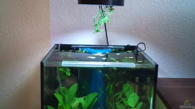 Aquarium Echi Topf von De O (2)