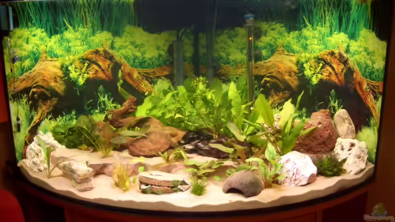 Aquarium Eckaquarium von Andre Schreiter (3)