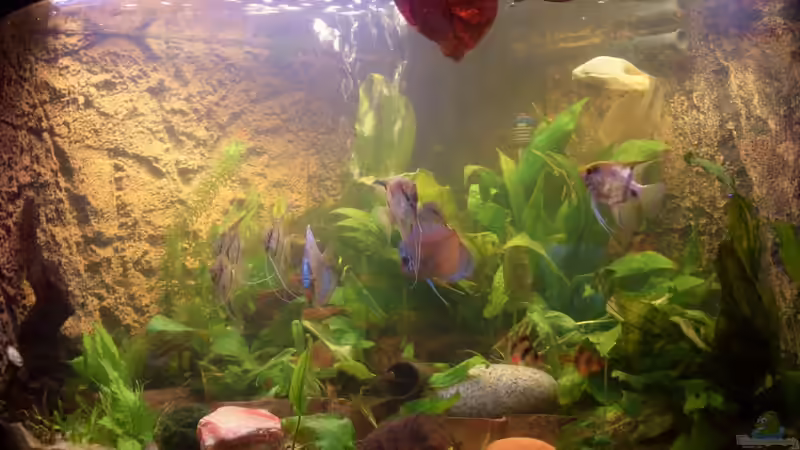 Aquarium Eckaquarium von Andre Schreiter (4)