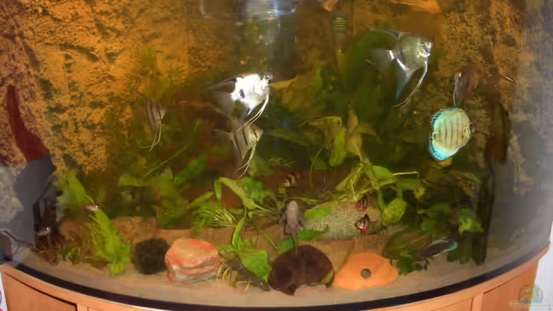 Aquarium Eckaquarium von Andre Schreiter (5)