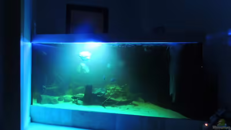 Aquarium eckaquarium von Nico Beyer (10)