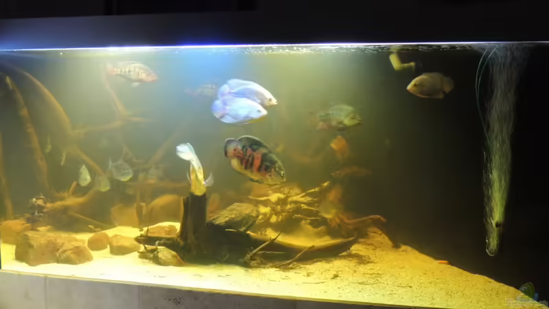 Aquarium eckaquarium von Nico Beyer (14)