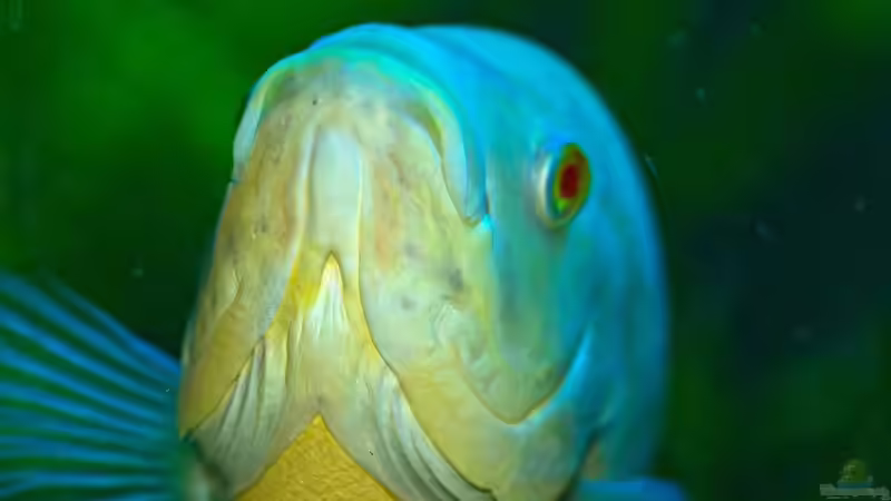 Aquarium eckaquarium von Nico Beyer (2)