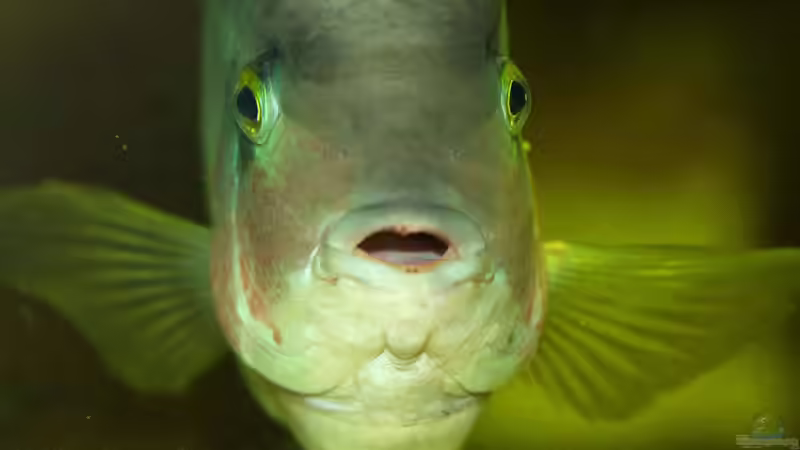 Aquarium eckaquarium von Nico Beyer (3)