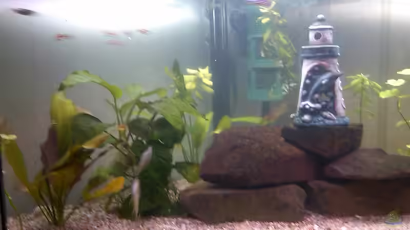 Aquarium Eckaquarium von Oliver Meißner (2)