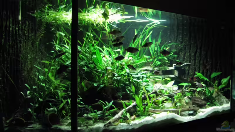 Aquarium Eckbecken Schmerlenburg von Lixa (4)