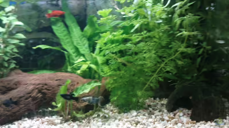 Aquarium Eheim complete set 60 von Die Hängenden Gärten (2)