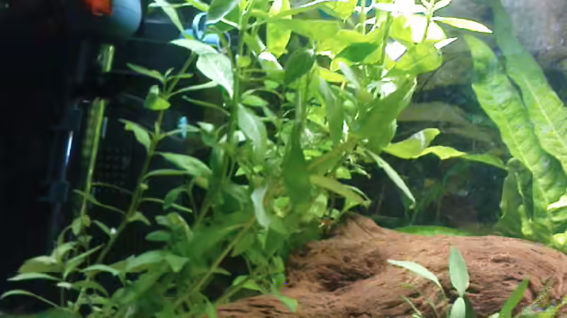 Aquarium Eheim complete set 60 von Die Hängenden Gärten (3)