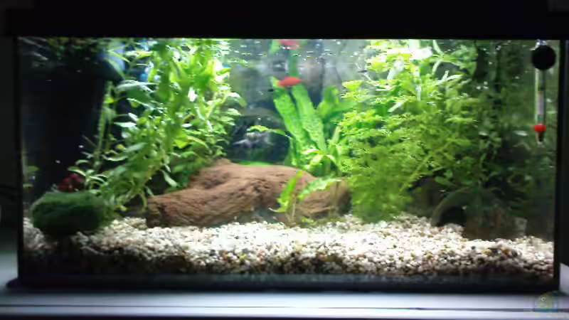 Aquarium Eheim complete set 60 von Die Hängenden Gärten (5)